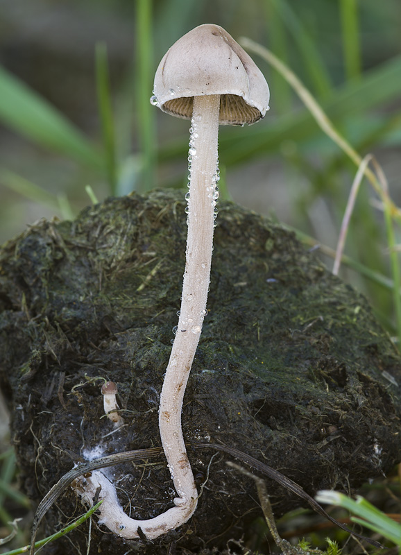 Panaeolus cinctulus